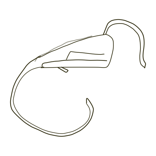 Endoscope simple drawing