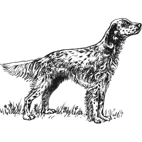 English Setter vector illustration