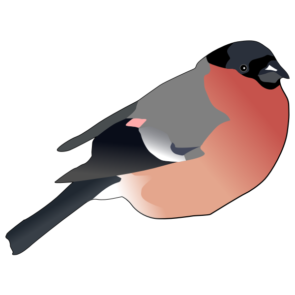 Eurasian Bullfinch