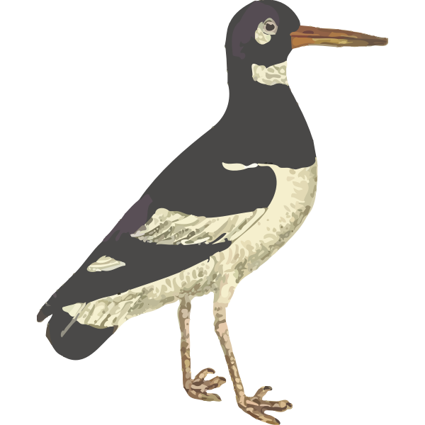 Eurasian Oystercatcher Isolated