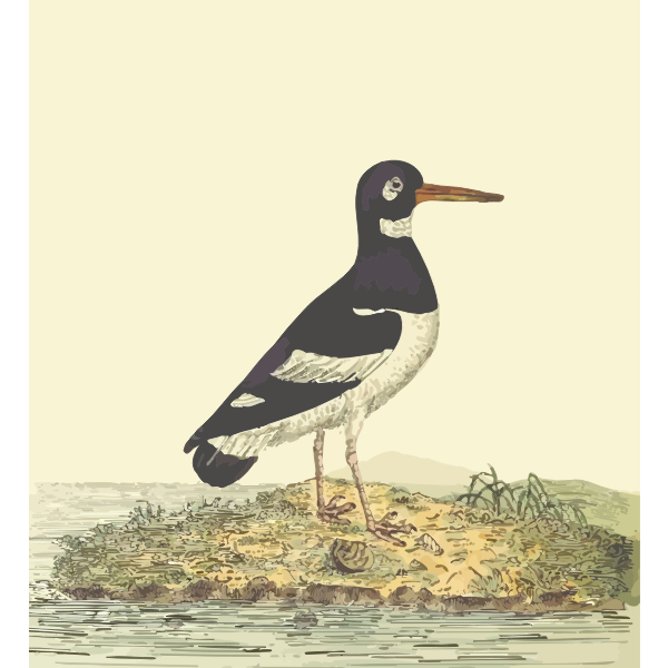 Eurasian Oystercatcher With Background