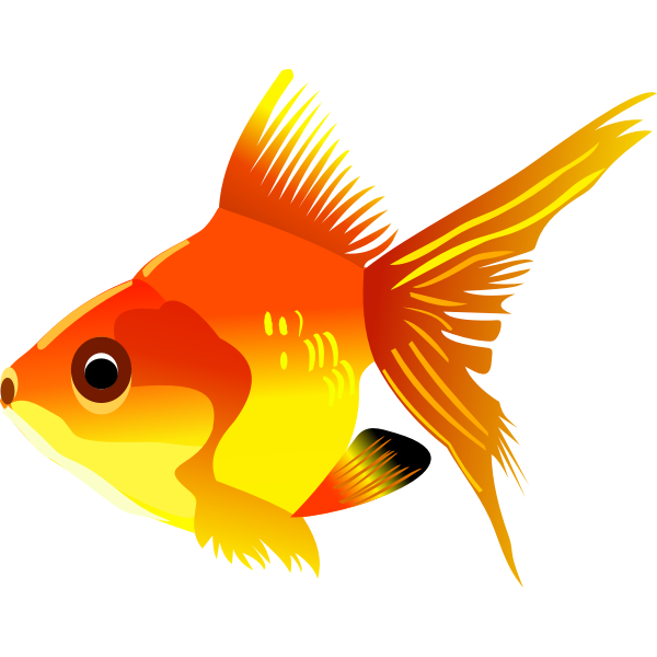 Goldfish vector drawing