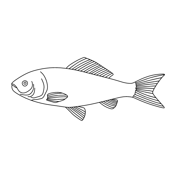 Fish 45