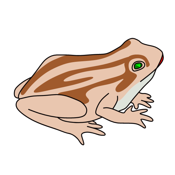 Frog IX