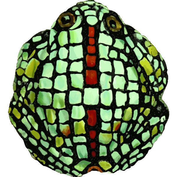 Frog6