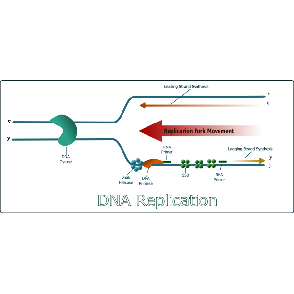 DNA Replication