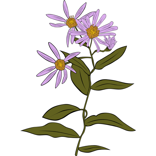 Aster Conspicuus