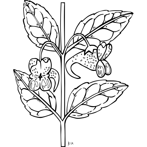 Herb branch