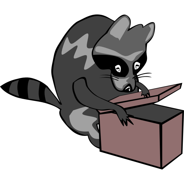 Raccoon opening box vector illustration in color