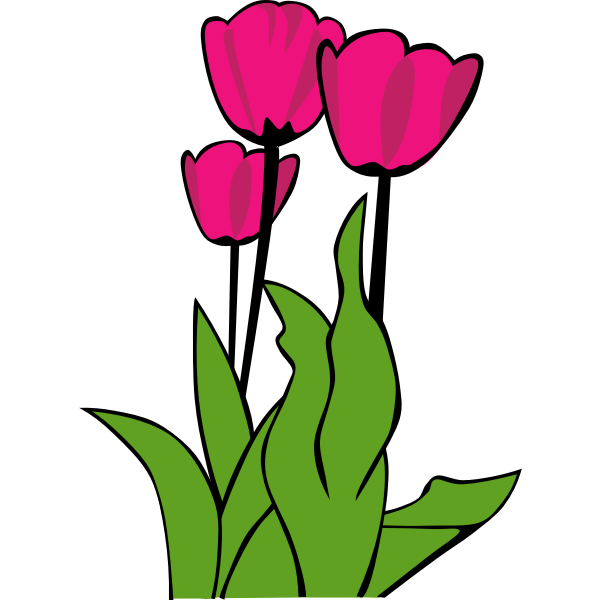 Tulips