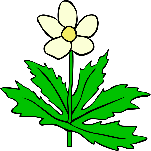 Anemone canadensis vector