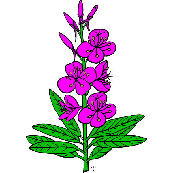 Epilobium angustifolium vector