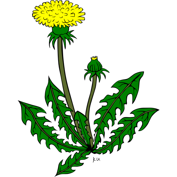 Taraxacum officinale vector