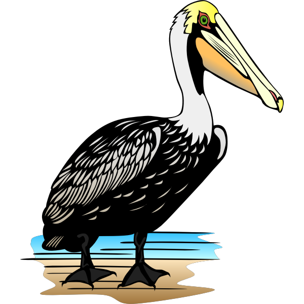 Pelican bird vector image