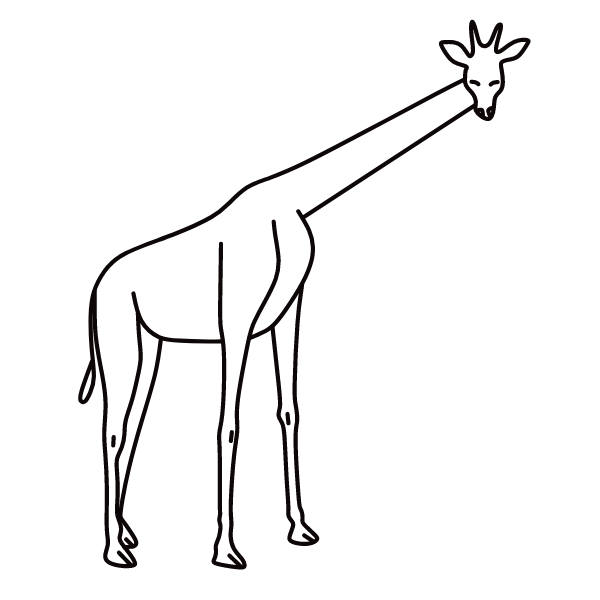 Giraffe 6