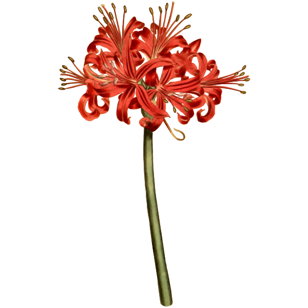 GlaucousLeavedAmaryllis