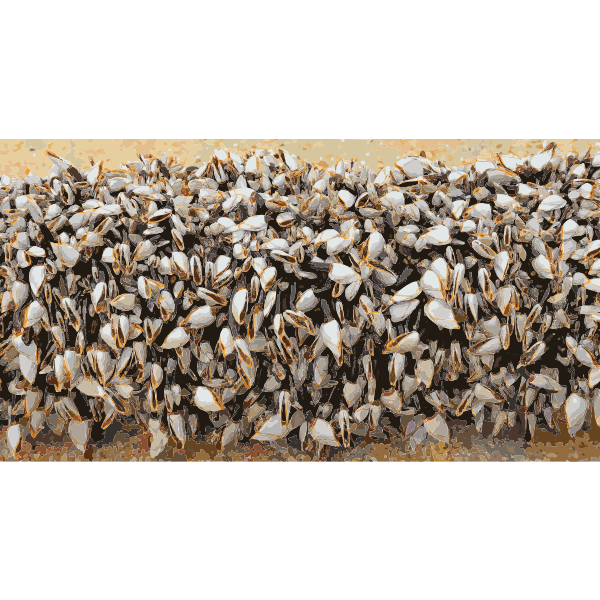 Gooseneckbarnacles 2016121856