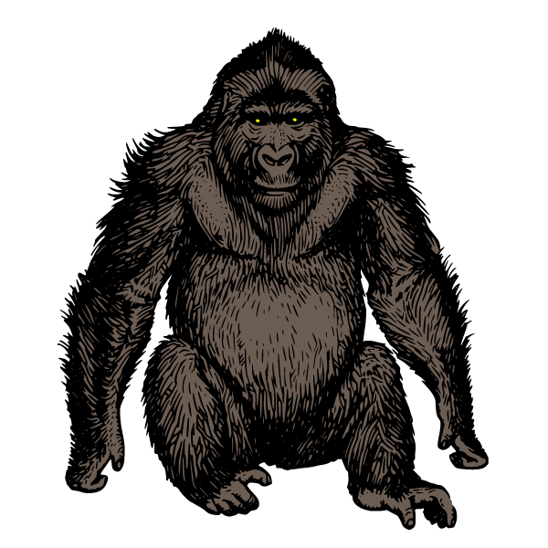 Gorilla III