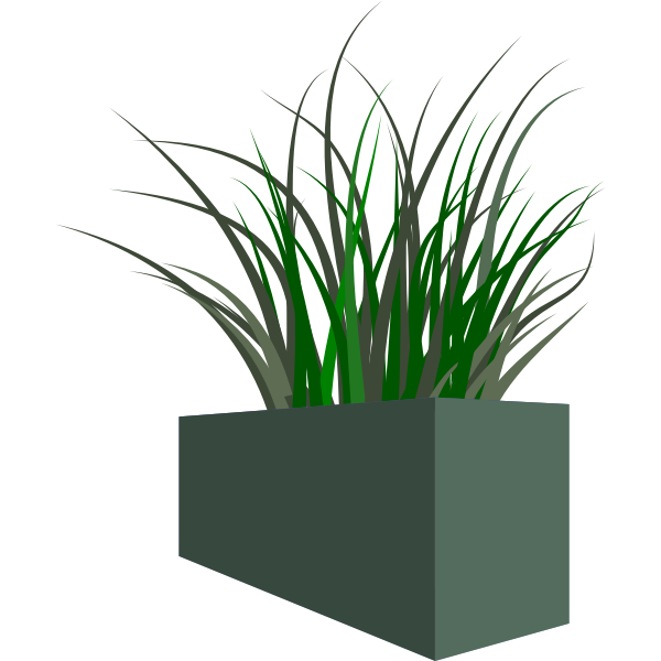 Grass in square planter