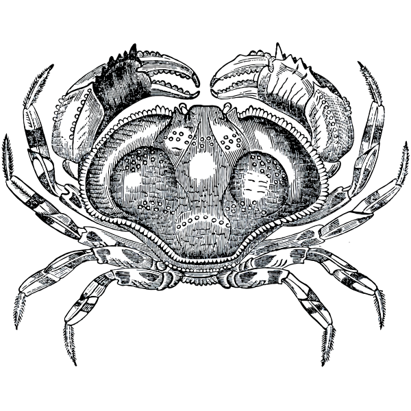 Grayscale crab