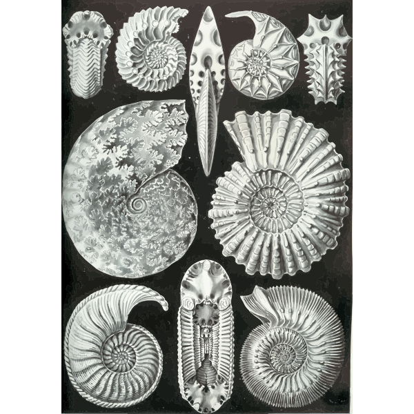 Haeckel Ammonitida