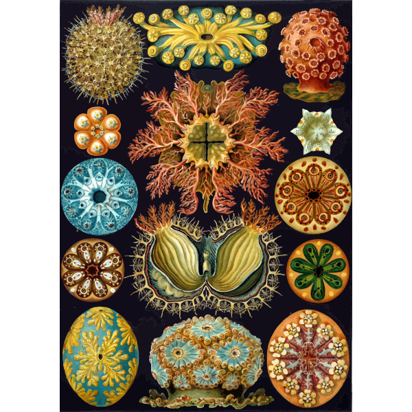 Haeckel Ascidiae