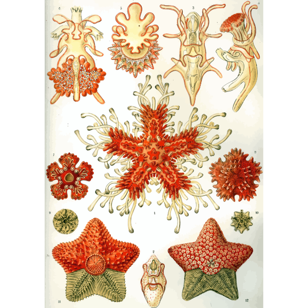 Haeckel Asteridea