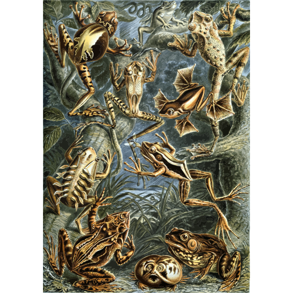 Haeckel Batrachia