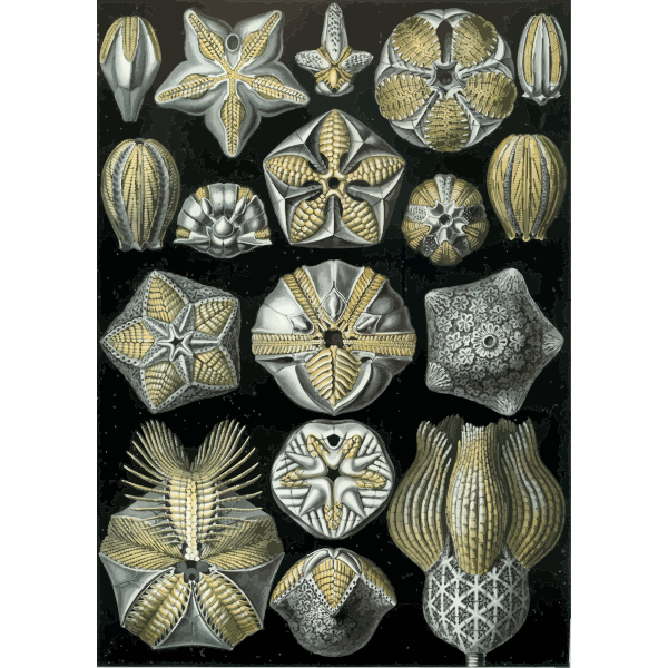 Haeckel Blastoidea