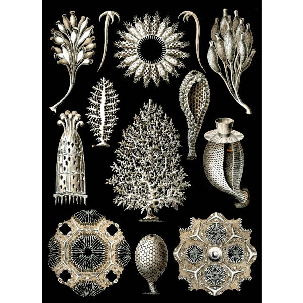 Haeckel Calcispongiae