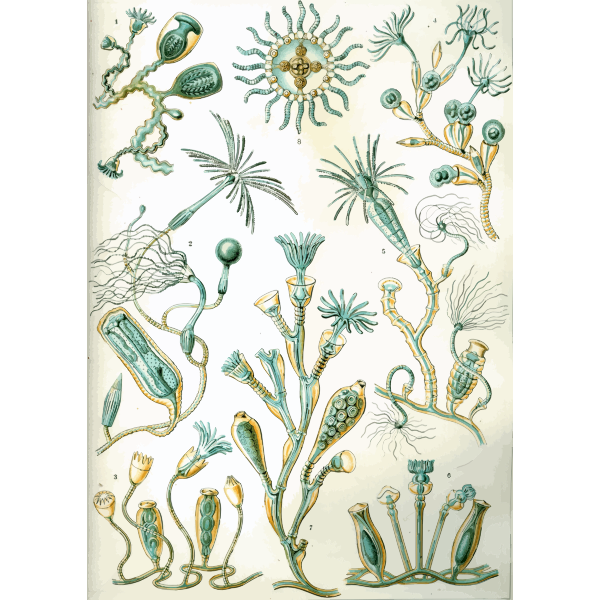 Haeckel Campanariae