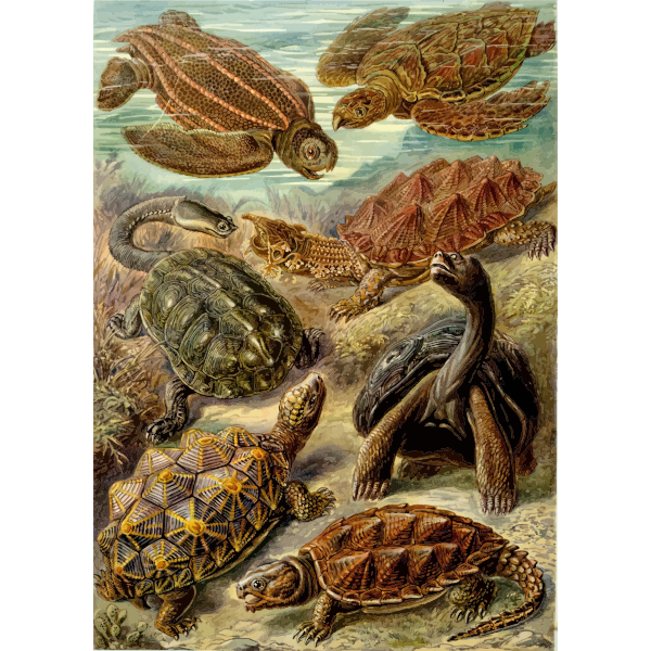 Haeckel Chelonia