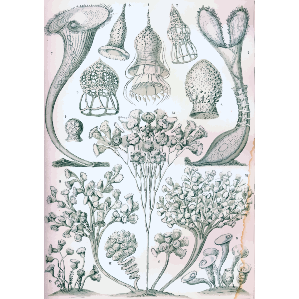 Haeckel Ciliata