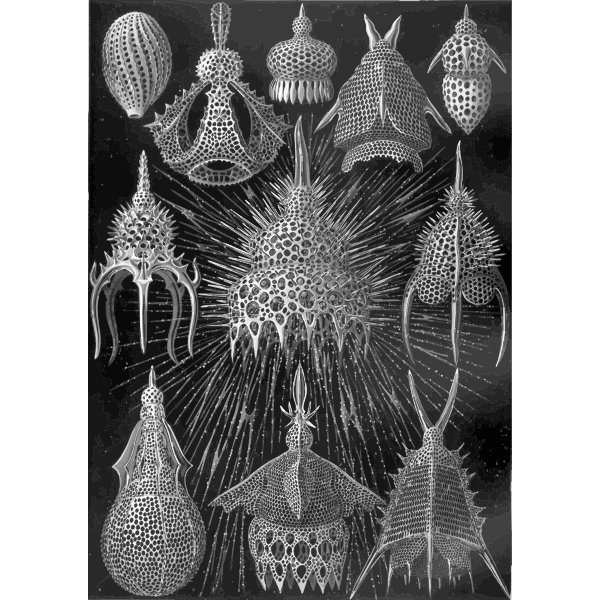 Haeckel Cyrtoidea