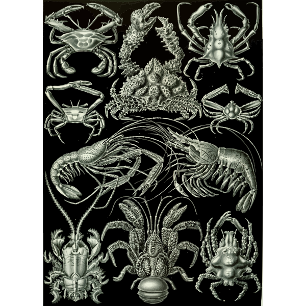 Haeckel Decapoda