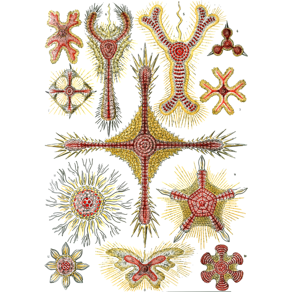 Haeckel Discoidea