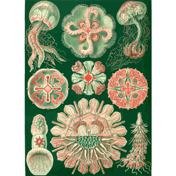 Haeckel Discomedusae 98