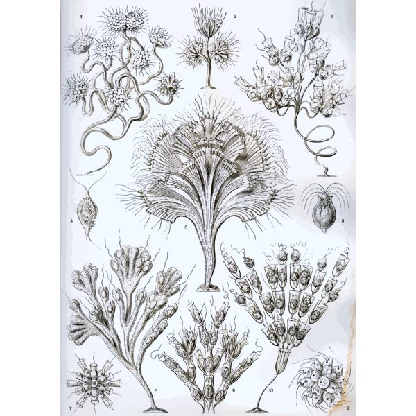 Haeckel Flagellata