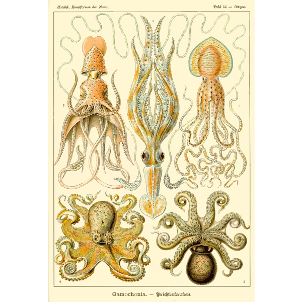 Haeckel Gamochonia