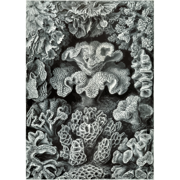 Haeckel Hexacoralla 69