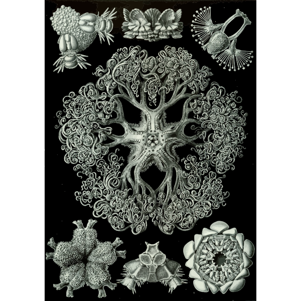 Haeckel Ophiodea 70