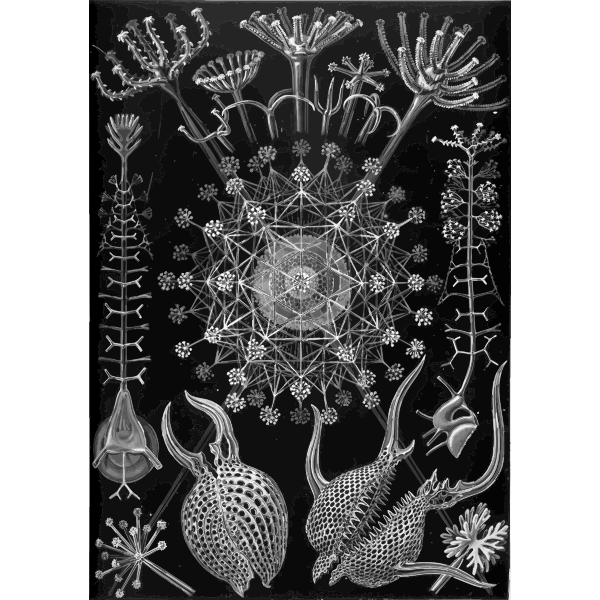 Haeckel Phaeodaria 61