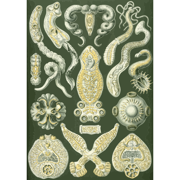 Haeckel Platodes