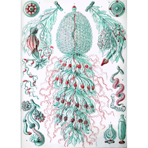 Haeckel Siphonophorae 59