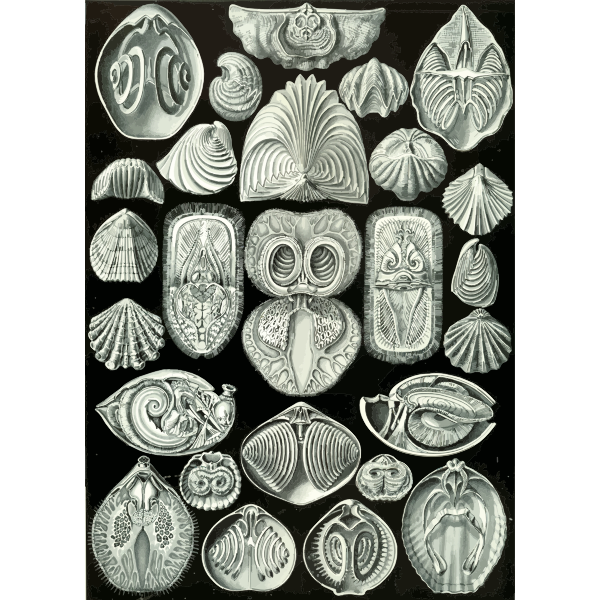 Haeckel Spirobranchia