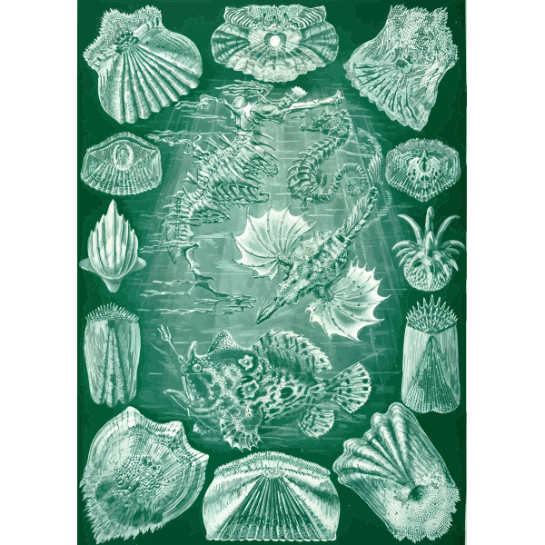 Haeckel Teleostei