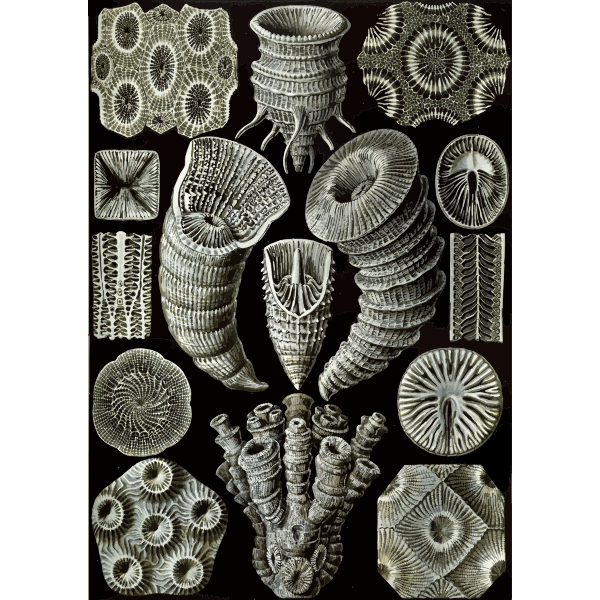 Haeckel Tetracoralla