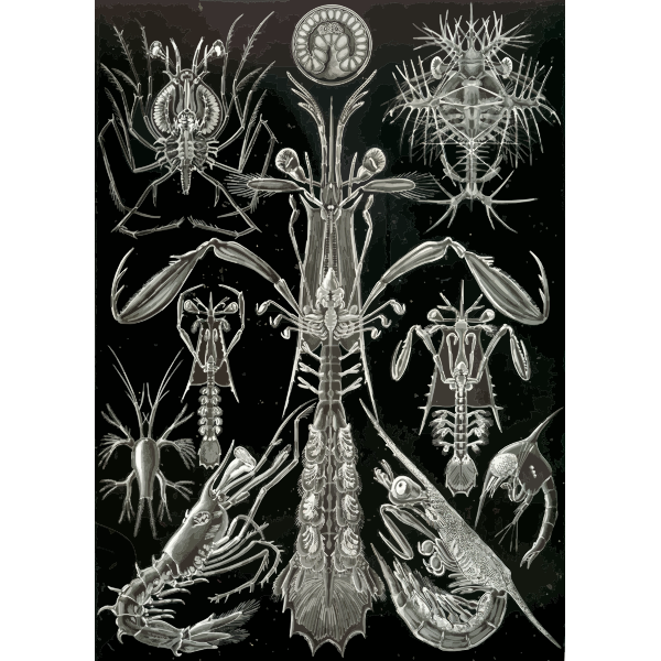 Haeckel Thoracostraca