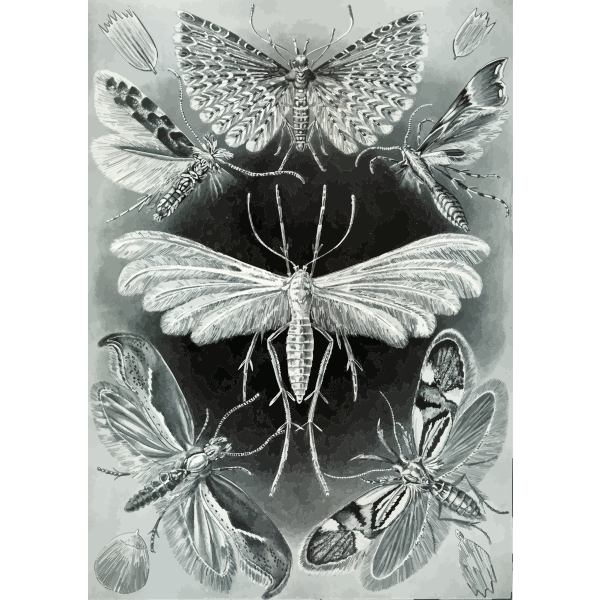 Haeckel Tineida