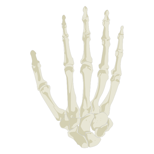 Hand Skeleton